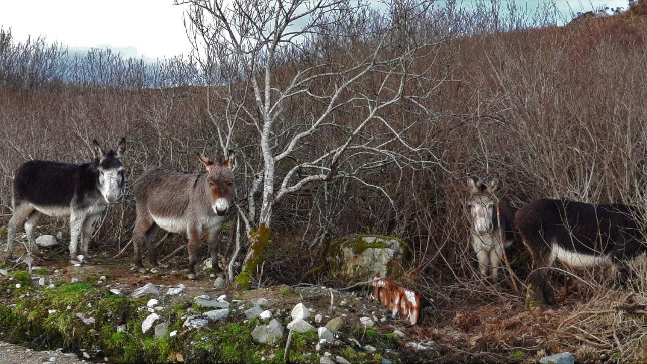 Clifden Wildflower Cottage - Clifden Countryside Lettings Екстер'єр фото
