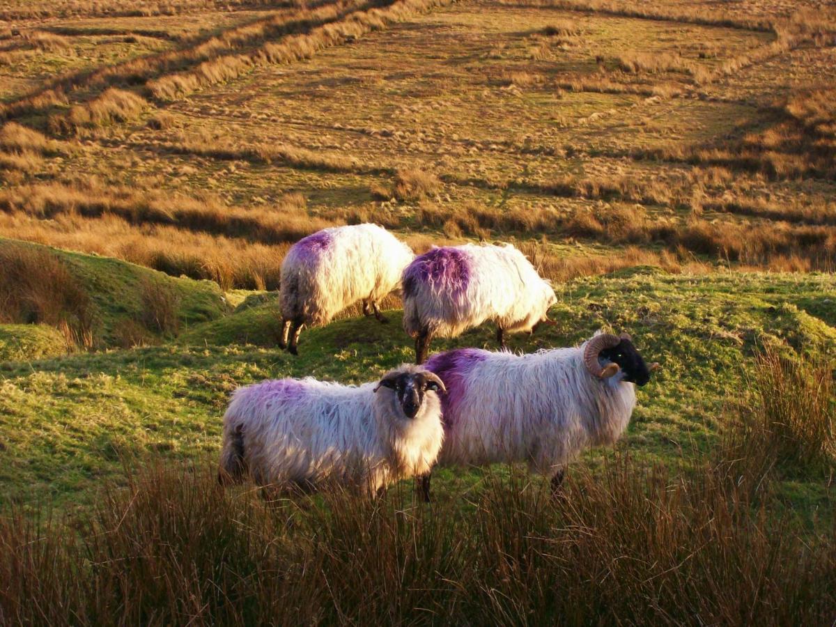 Clifden Wildflower Cottage - Clifden Countryside Lettings Екстер'єр фото